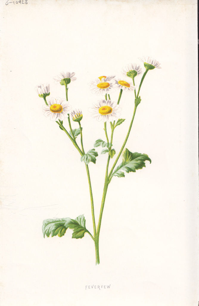 FLOWERS. Feverfew c1895 old antique vintage print picture